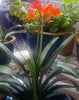 Clivia - Heritage Gardens UK Online Garden Centre