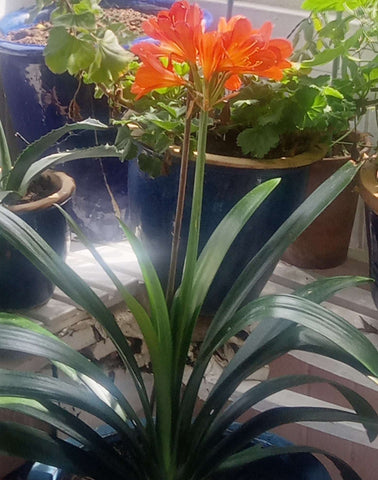 Clivia - Heritage Gardens UK Online Garden Centre