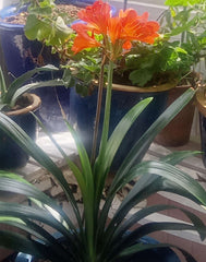 Clivia