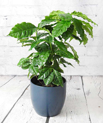 Coffee Plant - Heritage Gardens UK Online Garden Centre