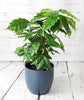 Coffee Plant - Heritage Gardens UK Online Garden Centre
