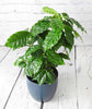 Coffee Plant - Heritage Gardens UK Online Garden Centre