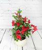 Dipladenia - Heritage Gardens UK Online Garden Centre