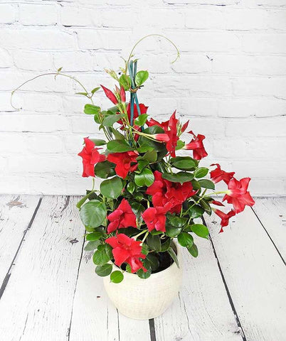 Dipladenia - Heritage Gardens UK Online Garden Centre