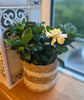 Gardenia Bush - Heritage Gardens UK Online Garden Centre
