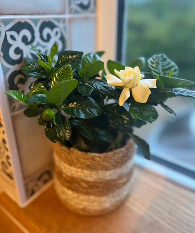 Gardenia Bush - Heritage Gardens UK Online Garden Centre