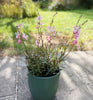 Gaura Whirling Butterfly