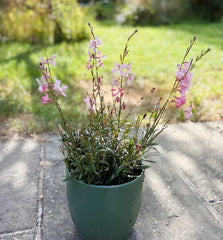 Gaura Whirling Butterfly
