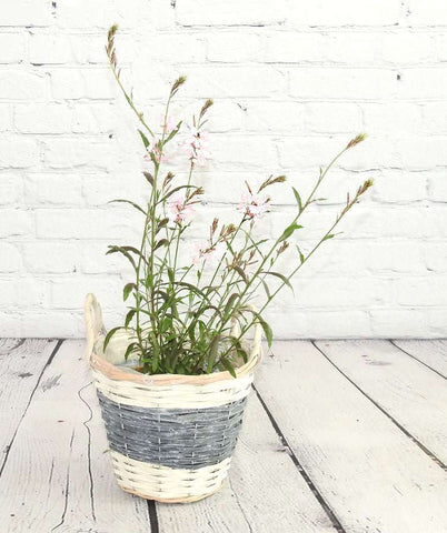 Gorgeous Gaura - Pink - Heritage Gardens UK Online Garden Centre