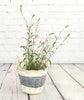 Gorgeous Gaura - Pink - Heritage Gardens UK Online Garden Centre
