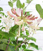 Patio Honeysuckle