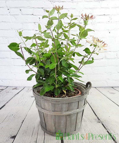 Patio Honeysuckle