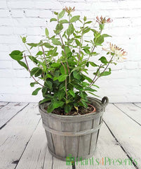 Patio Honeysuckle