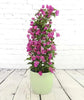 Large Bougainvillea - Heritage Gardens UK Online Garden Centre