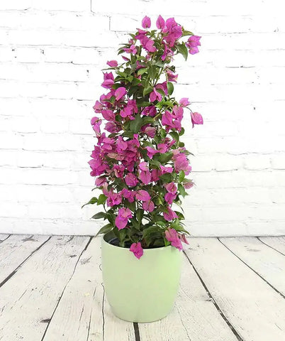 Large Bougainvillea - Heritage Gardens UK Online Garden Centre