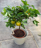 Large Lemon Meyer - Heritage Gardens UK Online Garden Centre