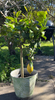 Large Lemon Tree - Heritage Gardens UK Online Garden Centre