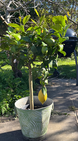 Large Lemon Tree - Heritage Gardens UK Online Garden Centre