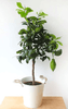 Lemon4Seasons - Heritage Gardens UK Online Garden Centre