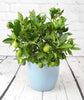 Mini Lemon (Lyvia) - Heritage Gardens UK Online Garden Centre
