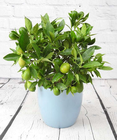 Mini Lemon (Lyvia) - Heritage Gardens UK Online Garden Centre