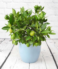 Mini Lemon (Lyvia)