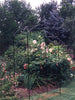 Monet Garden Arch