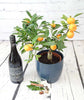 Mulled Wine Set - Heritage Gardens UK Online Garden Centre