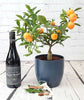 Mulled Wine Set - Heritage Gardens UK Online Garden Centre