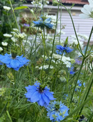 Nigella 'Miss Jekyll' Blue (Love-in-a-mist)