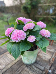 Pink Hydrangea