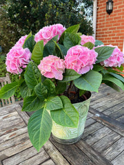 Pink Hydrangea