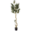 Syracuse Large Olive Tree - Heritage Gardens UK Online Garden Centre