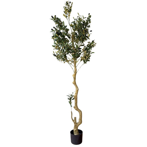 Syracuse Large Olive Tree - Heritage Gardens UK Online Garden Centre