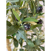Syracuse Large Olive Tree - Heritage Gardens UK Online Garden Centre