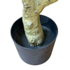 Syracuse Large Olive Tree - Heritage Gardens UK Online Garden Centre
