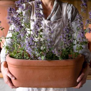 Terracotta Oval Rectangular Trough - Heritage Gardens UK Online Garden Centre