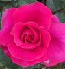 Birthday Boy Bush Rose