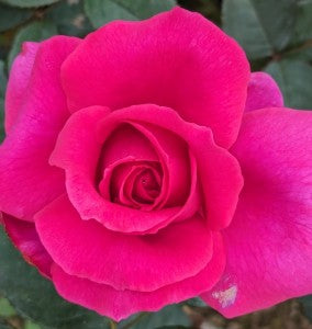 Birthday Boy Bush Rose