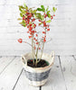 Winterberry - Heritage Gardens UK Online Garden Centre