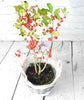 Winterberry - Heritage Gardens UK Online Garden Centre
