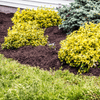 Wintermix Compost Garden Mulch - Heritage Gardens UK Online Garden Centre