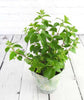Woodland Hydrangea - Heritage Gardens UK Online Garden Centre