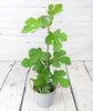 Young Fig Tree - Heritage Gardens UK Online Garden Centre