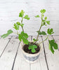 Young Fig Tree - Heritage Gardens UK Online Garden Centre