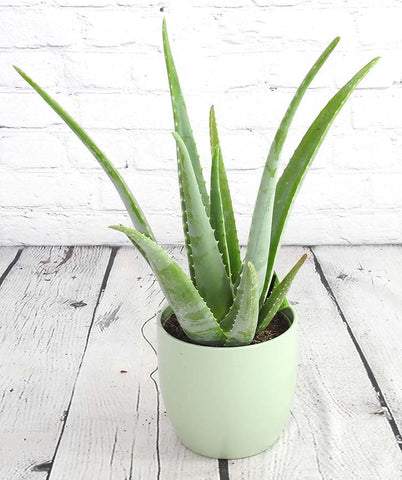 Large Aloe Vera