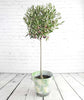 Large Olive Tree - Heritage Gardens UK Online Garden Centre