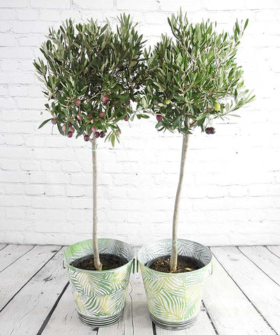 Pair of Large Olive Trees