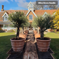 Terracotta Florentine Round Pot