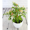 Basket Of Fire Chilli - Basket Of fire Chilli - Indoor Plants